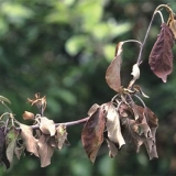 Bolesti stabala jabuke i njihovo liječenje